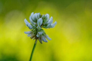 Delikatny kwiat białej koniczyny na tle soczystej, rozmytej zieleni. Makrofotografia letniej łąki, detale natury i słoneczny bokeh. Idealne do tematów ekologicznych i przyrodniczych. © Henryk Niestrój