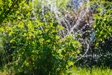 Automatyczne podlewanie krzewów w słoneczny, letni dzień. Zraszacz rozpyla wodę na rośliny w ogrodzie. System irygacji, pielęgnacja zieleni i orzeźwienie w upał. © Henryk Niestrój