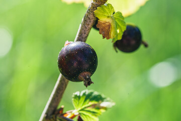 Dojrzałe owoce czarnej porzeczki na gałązce w słonecznym ogrodzie. Zbliżenie makro na świeże, zdrowe jagody i zielone liście. Idealne do tematów zdrowej żywności, lata i ogrodnictwa. © Henryk Niestrój