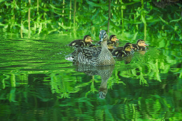 Kaczka krzyżówka z gromadką małych kaczątek płynąca po zielonej wodzie w otoczeniu gęstej roślinności. Malowniczy widok dzikiej przyrody, wiosenne ptactwo wodne i naturalne odbicia w wodzie. © Henryk Niestrój