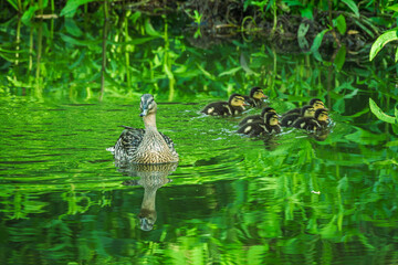 Kaczka krzyżówka z gromadką małych kaczątek płynąca po zielonej wodzie w otoczeniu gęstej roślinności. Malowniczy widok dzikiej przyrody, wiosenne ptactwo wodne i naturalne odbicia w wodzie. © Henryk Niestrój