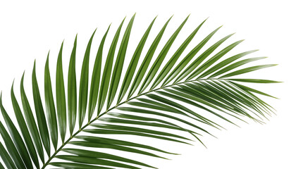 Fototapeta premium Vibrant green palm leaf on white background for nature designs