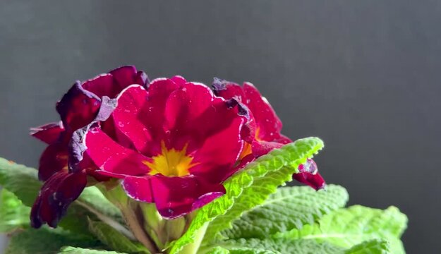 Close-up of red primrose flowers. Tropical flowers shot at close range.