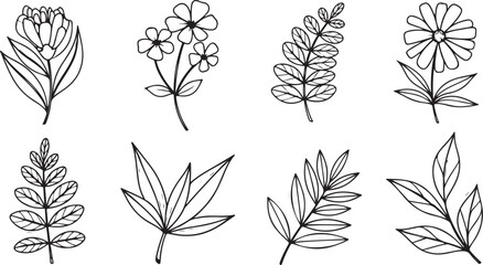 Illustrated botanical sketches of four distinct plant parts and flowers