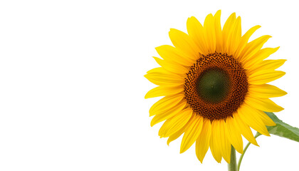 Obraz premium Vibrant sunflower with bright yellow petals and dark center