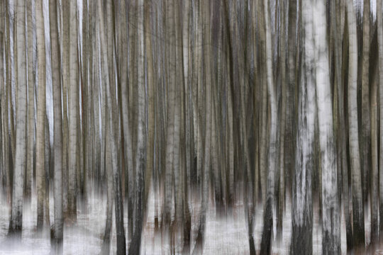Birkenwald mit ICM Technik (Intentional Camera Movement) fotografiert f&uuml;r abstrakte Ansicht