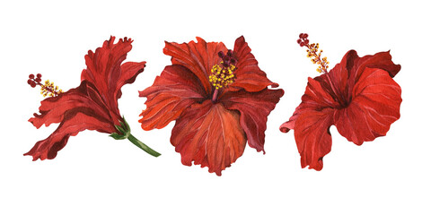 Watercolor illustration of a set of red hibiscus flowers. Tropical flowers for making postcards, invitations, designs, and packaging. © Zhanna