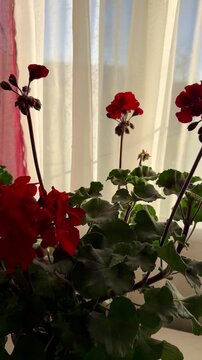 Blooming geranium bush, red flowers, green leaves. Evergreen tropical plant.