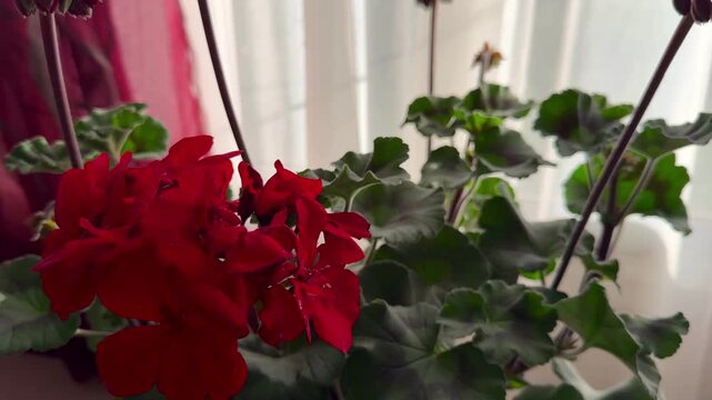Blooming geranium bush, red flowers, green leaves. Evergreen tropical plant.
