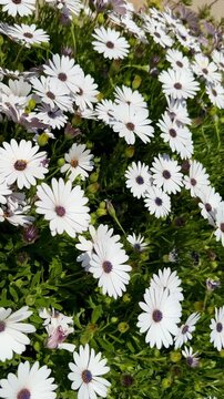 A close-up shot of an African daisy, Osteospermum, growing in a garden. The flowers bloom in spring.