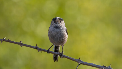 Long Tailed Tit perched on a branch, taken with green background. © Mehmet