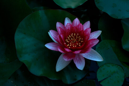 pink water lily lotus flower