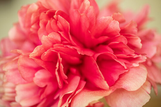 pink peony flower blossom