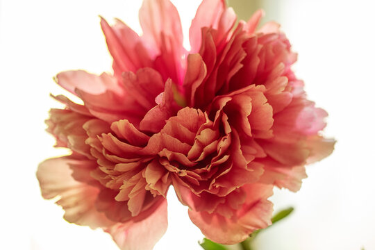 pink peony flower blossom