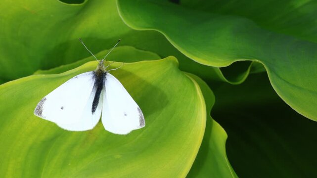 white Pieris rapae butterfly sits on a smooth green leaf while a soft breeze moves both its wings and the surrounding foliage.