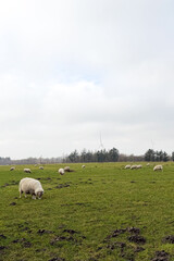 Fototapeta premium Flock of sheep grazing on a green pasture with muddy patches under a cloudy sky, trees visible in the background, rural landscape in spring season