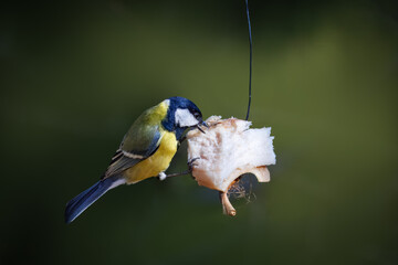 Close-up of an adult male great tit (Parus major) clinging to a piece of pork fat against a green background on a sunny spring day. © Mariia