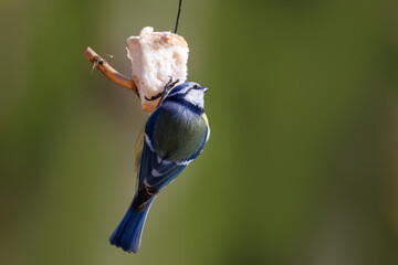 Close-up of an adult Eurasian blue tit (Cyanistes caeruleus) clinging to a piece of pork fat against a green background on a sunny spring day.  © Mariia