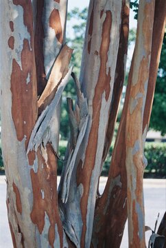 Lagerstroemia indica - Crape Myrtle Beautiful Peeling Bark
