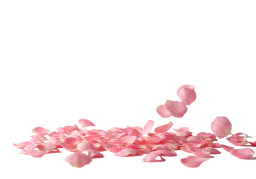 Vibrant, velvety rose pink petals scattering against a white background. High-key light, shallow depth of field, bokeh, copy space. Concept of love and romance
