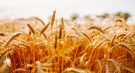 A field of wheat stands tall under a warm sunset. The golden stalks sway gently in the breeze as the day begins to end in the countryside, showing a clear harvest scene. © maxbelchenko
