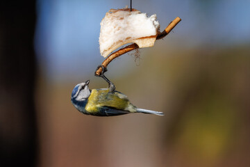 Close-up of an adult Eurasian blue tit (Cyanistes caeruleus) clinging to a piece of pork fat against an olive background on a sunny spring day. © Mariia
