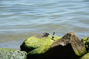Ptaki zaloty na skale z mechem nad morzem i falami  © Marek