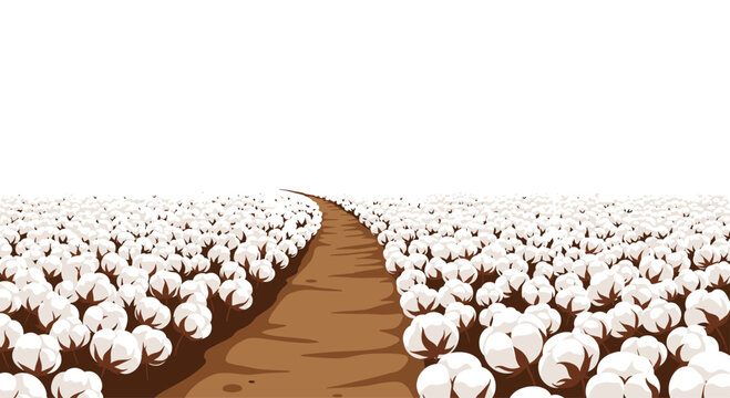 A winding brown dirt path extends through a vast field densely covered with white cotton plants under a bright white sky.