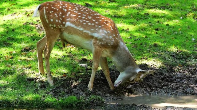 The fallow deer, Dama mesopotamica is a ruminant mammal belonging to the family Cervidae.
