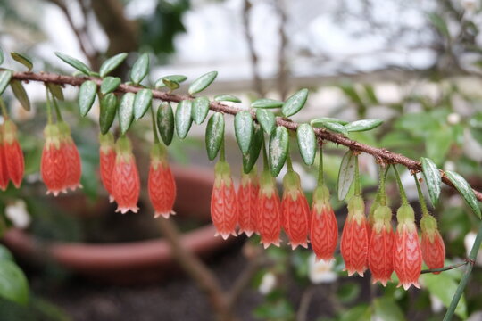 Agapetes serpens sleumer Ericaceae