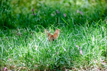 A camouflaged maned wolf lying in the tall grass © Adilson