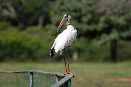 Wood Stork perched on a green fence in nature