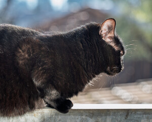 Portrait de profil d'un félin noir sous la lumière du jour. © Pyc Assaut