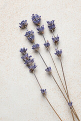 Naklejka premium Dried organic lavender flowers stems on textured beige background, showcasing their natural beauty and simplicity