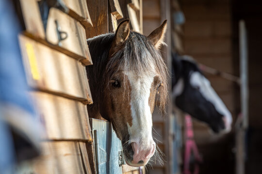 Welsh Pony Section C mare peeking over a blue stable door in a wooden barn. Portrait of a chestnut horse with white facial markings. Rural equestrian scene, traditional horse breeding and care.