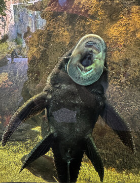View of the underside of a pleco fish on the aquarium glass