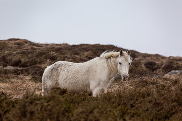 Obraz premium White Connemara pony standing in the rugged wilderness of Clifden, Ireland.