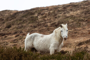 Fototapeta premium Expressive white Connemara pony in the rugged Irish countryside. Native horse standing on a hillside in Clifden, Galway.