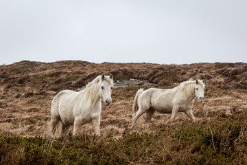 Obraz premium Two white Connemara ponies in the Irish countryside near Clifden, Image shows the two horses on a cold gloomy, cloudy day walking through the long grass on the side of a hill