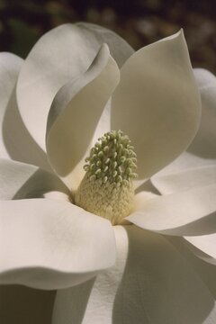 Magnolia grandiflora - Southern Magnolia Close-up
