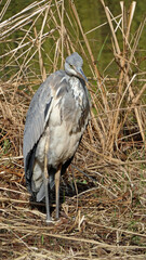 Fototapeta premium grey heron ardea cinerea