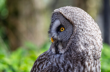 Close up side view of the head of a Great Grey Owl with vibrant yellow eyes and beak.