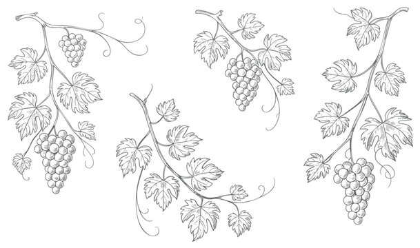 Grape branch collection drawn in antique botanical line style. Rustic grapevine leaves and fruit branches illustrated in classic botanical art.