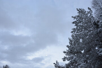 Zima zaśnieżone drzewo w tle chmury z księżycem  © Marek