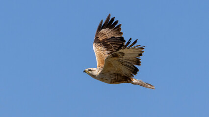 Obraz premium Long Legged Buzzard captured in flight.