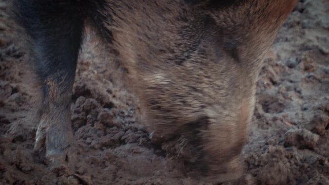 Animal instincts and survival Close-up of a wild boar's snout digging in muddy soil filmed with a Super 8 handheld camera for a blurry retro look documentary b-roll and wildlife films Focuses on anima