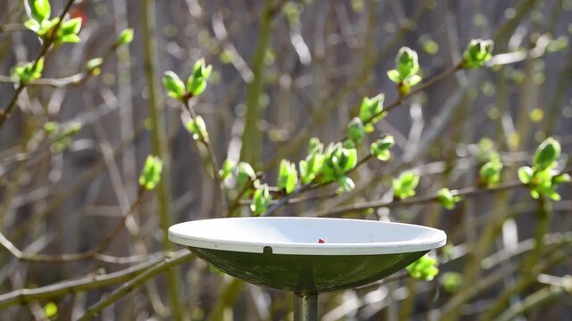 Garden bird, eurasian blue tit (Cyanistes caeruleus) perches on wobbling feeder and pecks peanut food. Twigs with buds spring nature background.