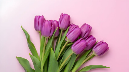 Fototapeta premium Beautiful purple tulips on pink background for spring