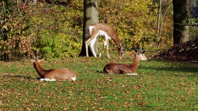 Dama gazelle, Gazella dama mhorr or mhorr gazelle is a species of gazelle. Lives in Africa in the Sahara desert and the Sahel, browses on desert shrubs and acacia and it eats rough grasses in drought