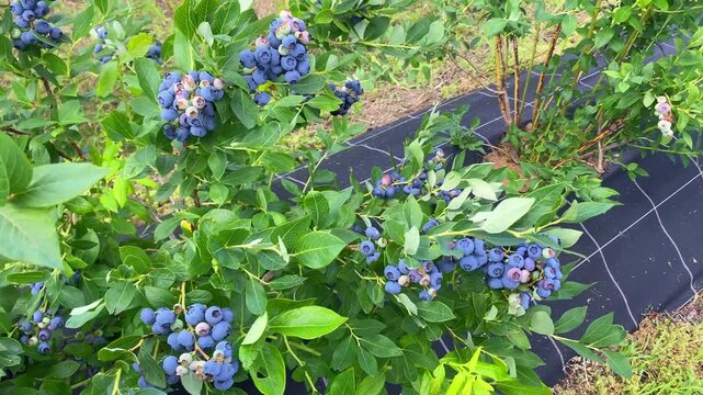 Branches with bunches of ripe blueberries hanging from a blueberry bush on a sunny, windy day during the summer harvesting season, ready to be picked